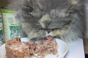 Zwetschke-Katzenfuttertest-Taubertalperser