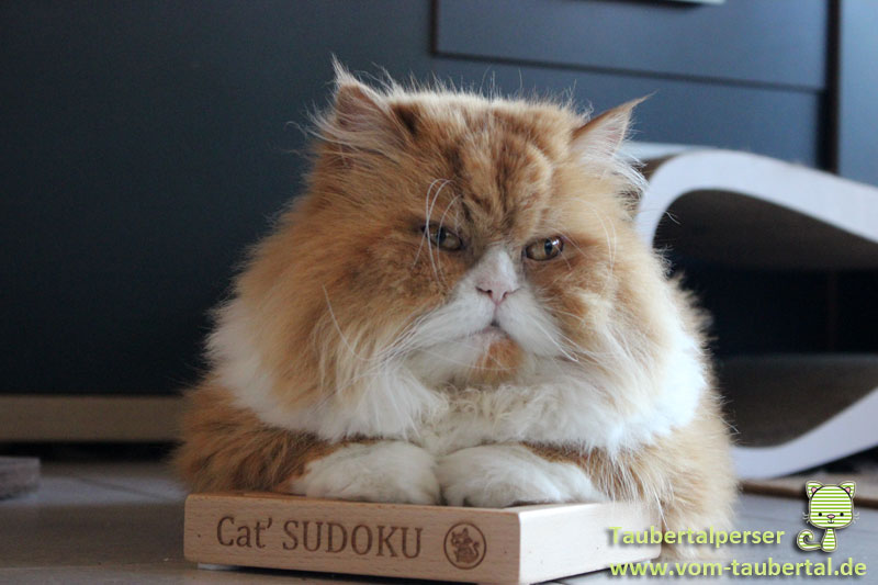 Cat Sudoku®, Taubertalperser, Produktvorstellung, MyintelligentCats, Produkttest, Dividi, unabhängig, frei, unbestechlich