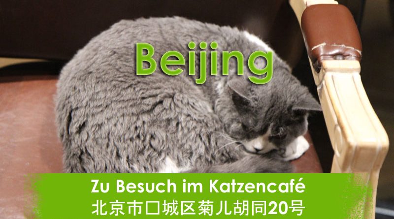 Beijing, Pet, Cats, Katzencafe, Catcafe, Taubertalperser