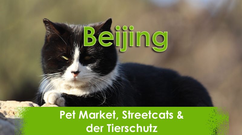Beijing, Petmarket, China, Taubertalperser, Reisen, Streetcat, Travel