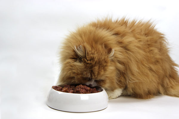 Katzenfuttertest, unabhängiger Katzenfuttertest, Taubertalperser, Katzenblog, Katzenfutter, nassfutter