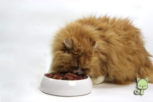 Katzenfuttertest, Futtertests, unabhängiger Katzenblog, Katzenblog, Taubertalperser, Pet Food