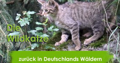 Wildkatze, Felis silvestris silvestris, Taubertalperser, Katzenblog, unabhängiger Blog, Informationswebseite