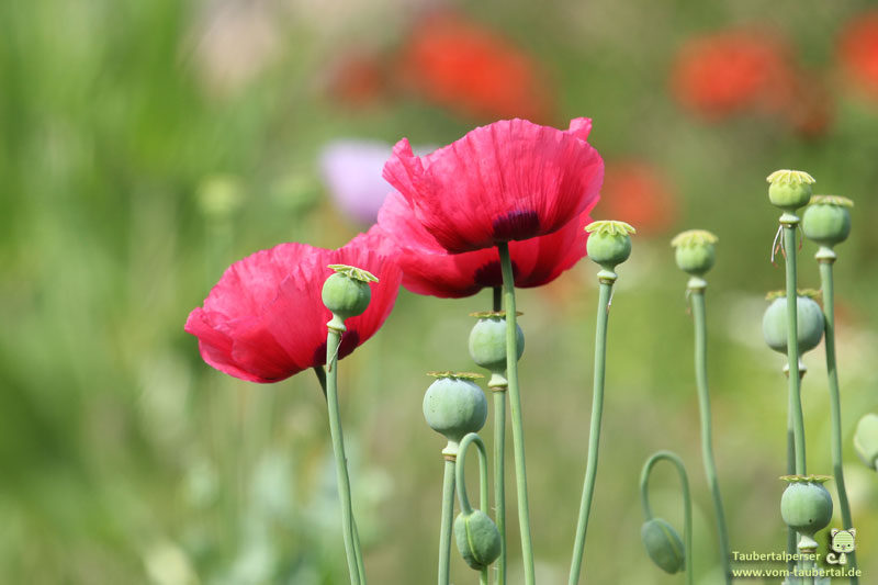 Ungiftige Balkon und Gartenplfanzen für Katzen Taubertalperser