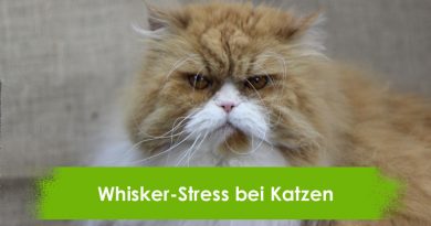 Whisker Stress bei Katzen, Taubertalperser, Katzenblog