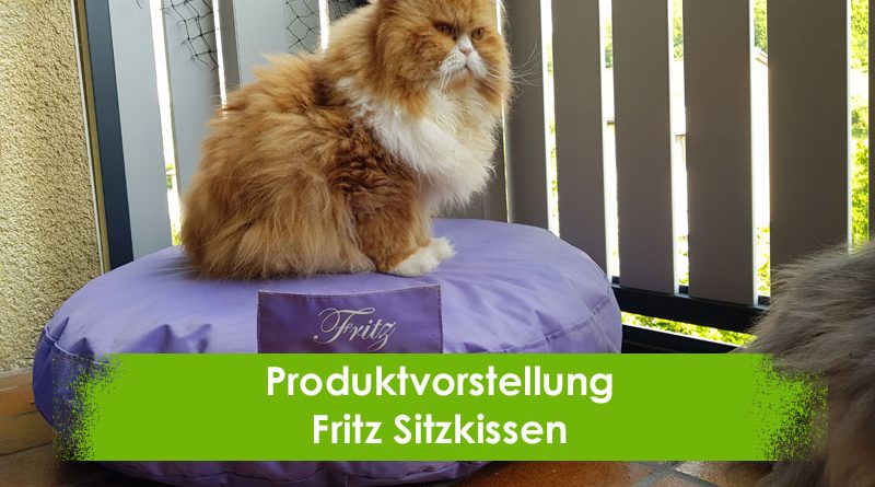 Fritz Sitzkissen, Taubertalperser, Katzenblog, Produktvorstellung, Katzeninformationsseite, Katzenbalkon