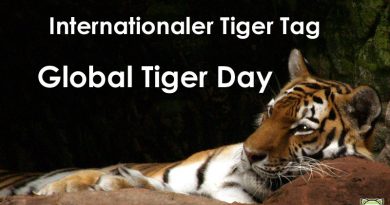 Global Tiger Day, Internationaler Tag des Tigers