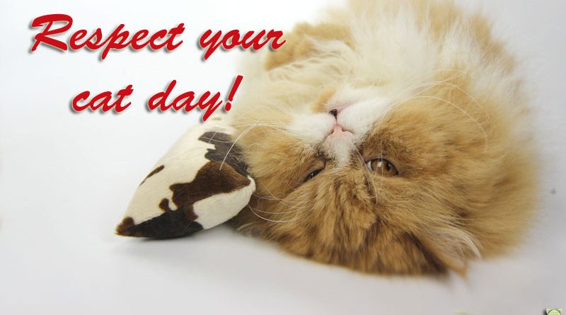Respect your cat day, Taubertalperser, unabhängiger Katzenblog