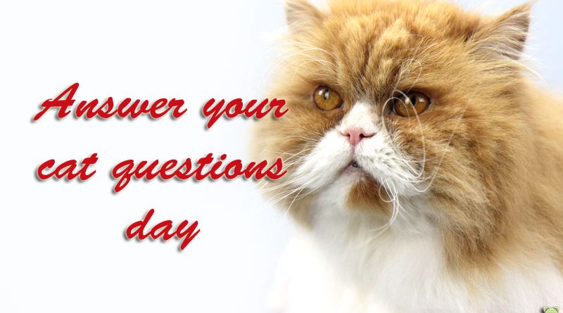 Answer your cat question day