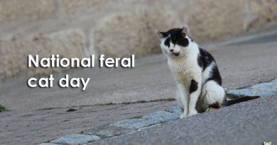 National feral Cat Day, verwilderte Hauskatze