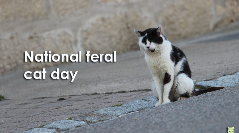 National feral Cat Day, verwilderte Hauskatze