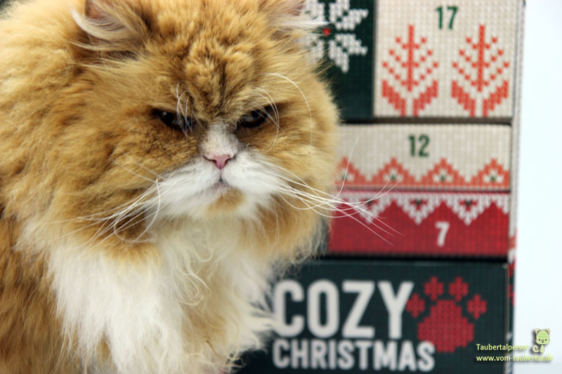 Katze mit Pets Deli Adventkalender