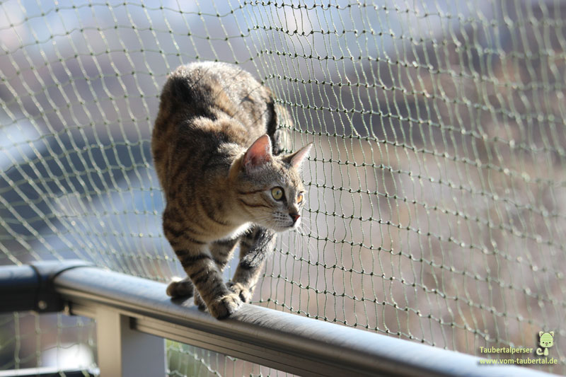 Getigerte Katze auf Balkongeländer, Brummhummelchen 
