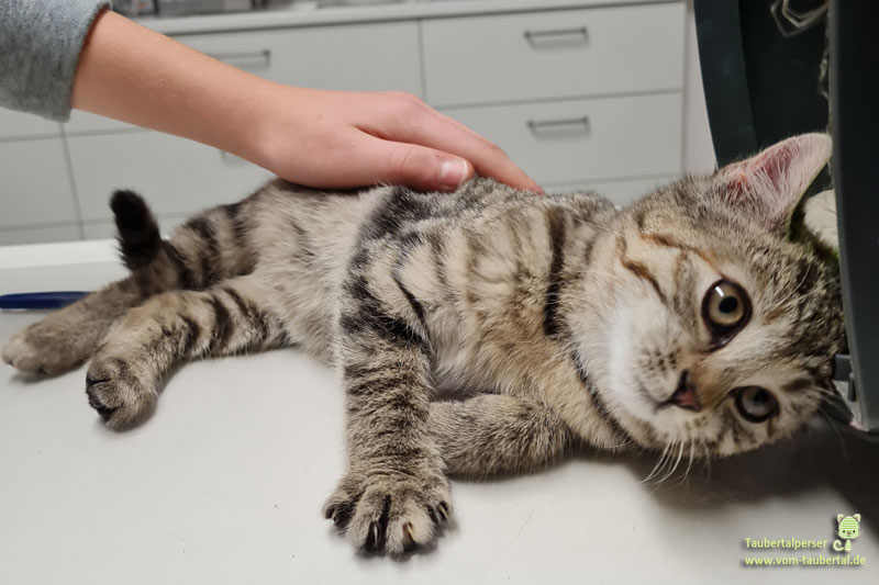 Entspannte Katze beim Tierarzt