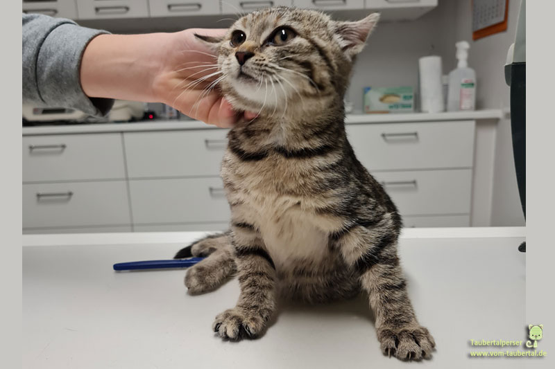 Kleine getigerte Katze beim Tierarzt, Brummhummelchen