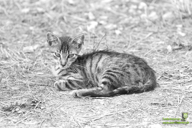 kleine Tigerkatze liegend mit erwartungsvollen Blick