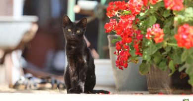 Schwarze Katze / Black Cat