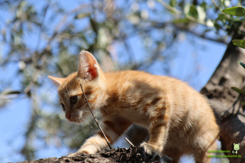 Katze auf Baum, Kreta, Taubertalperser, rotes Kätzchen
